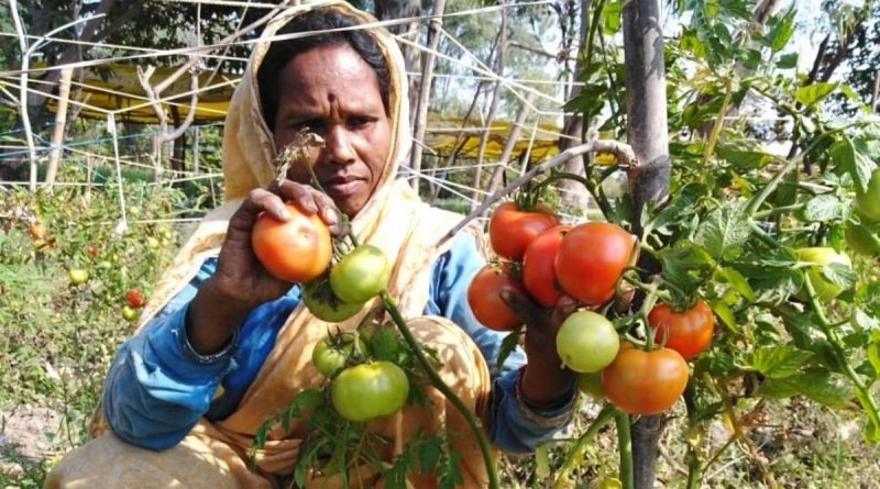 Organic tomatoes farming in bihar