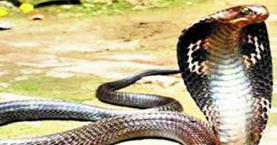 Snake bite 5 Lakh rupees by government