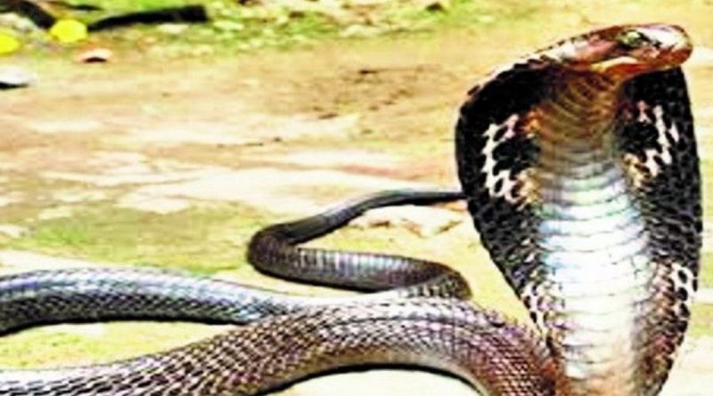 Snake bite 5 Lakh rupees by government