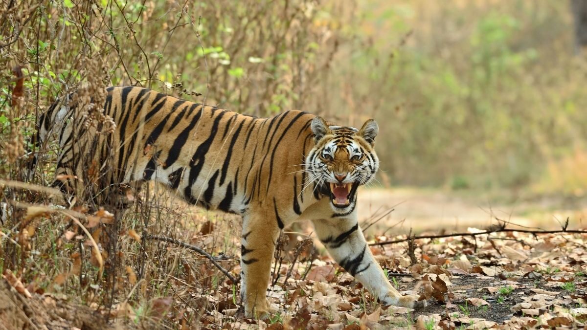 Kaimoor tiger reserve bihar