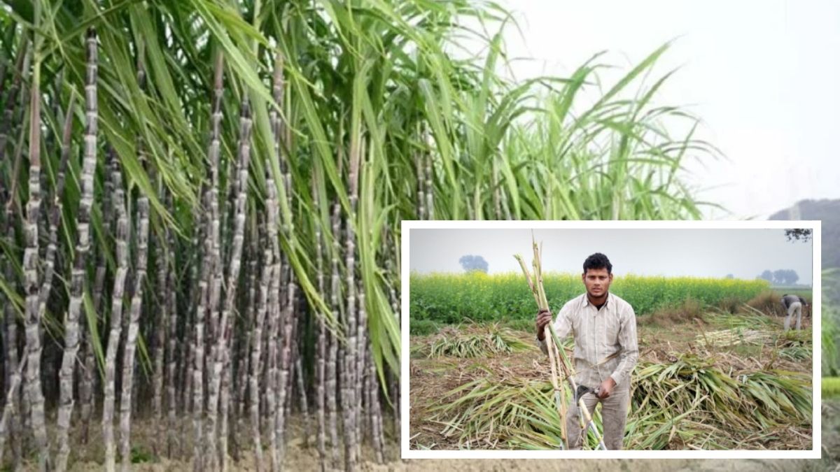 bihar sugarcane farmer