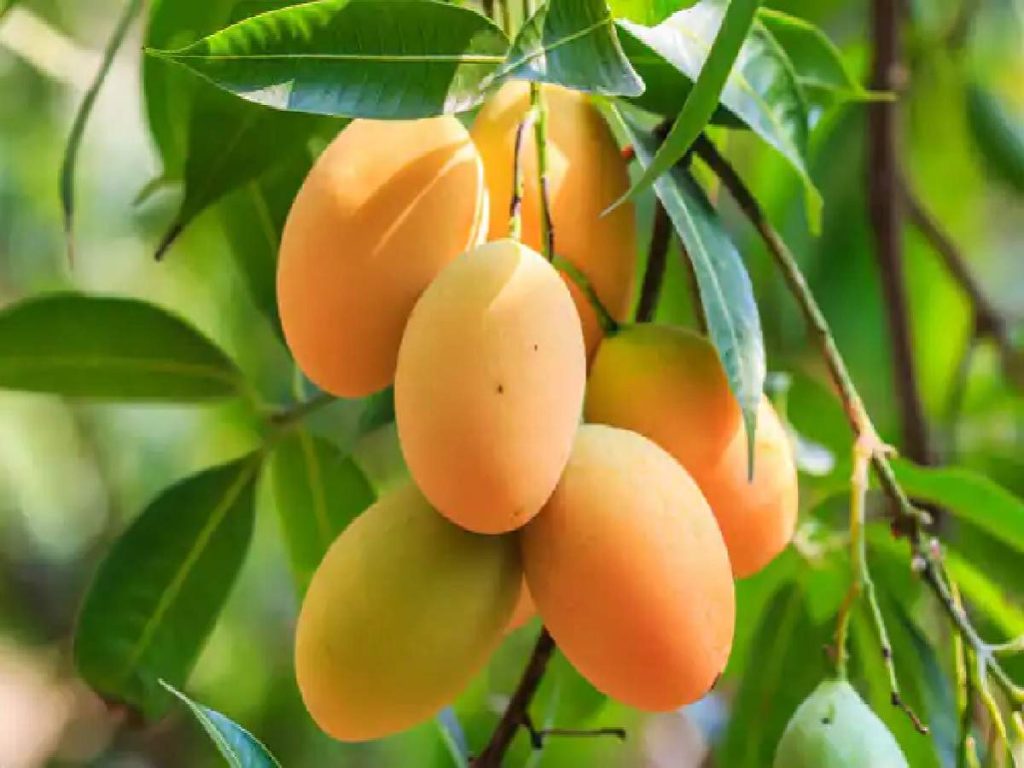 zardalu mango three
