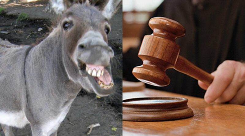 Donkey Hearing In Pakistan Court