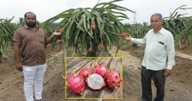 Dragon Fruit Farming in Bihar