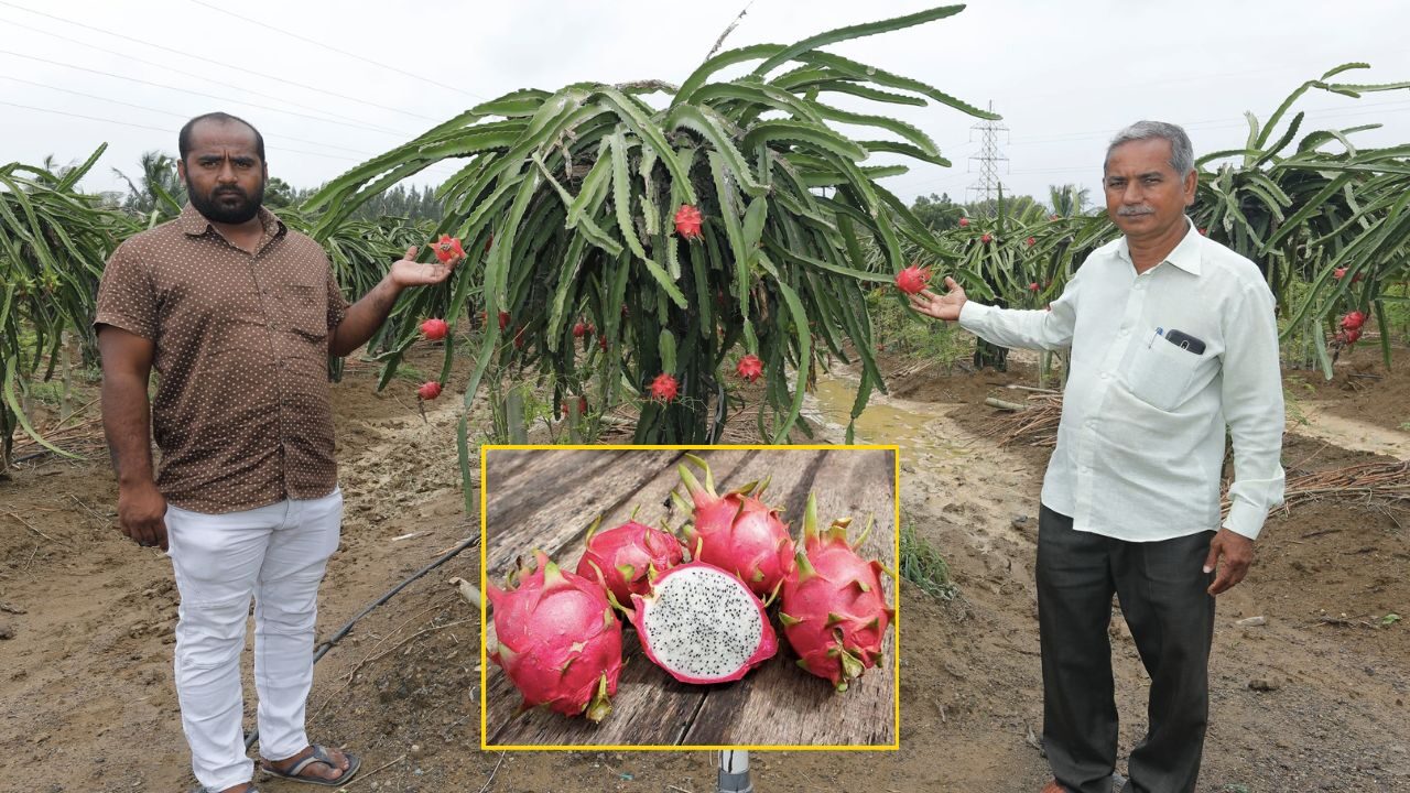 Dragon Fruit Farming in Bihar