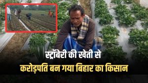 Bihar farmer became a millionaire by cultivating strawberries...